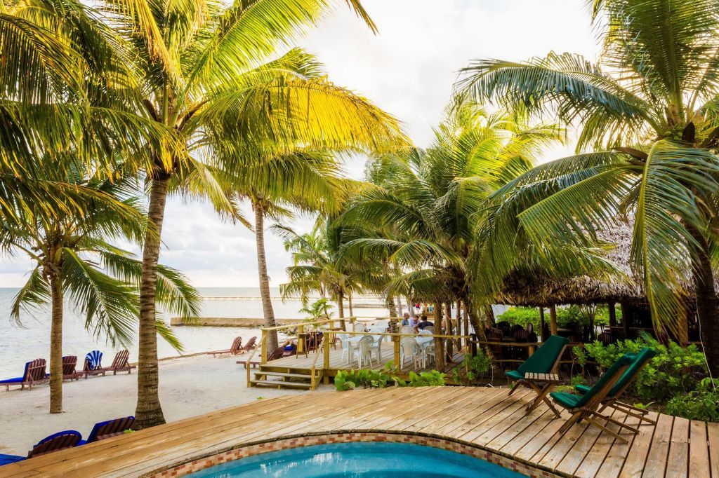 palm trees on beach by a pool